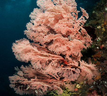 Gorgonian coral on a reef in the Caribbean Sea, South America