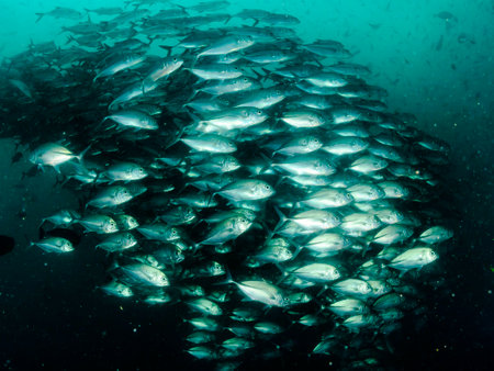 A large school of sardines on a reef in Thailand.の写真素材