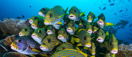 A large group of yellow and blue striped fish on a tropical coral reefの写真素材