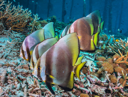 tropical fish on the coral reef of Koh Tao island in Thailand