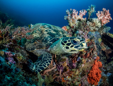 Hawaiian Green Sea Turtle (Chelonia mydas) on a tropical coral reefの写真素材