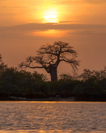 Baobab tree at sunset in the Mekong Delta, Vietnamの写真素材