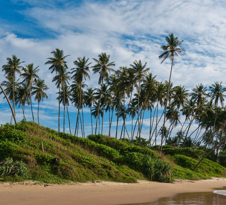 Coconut palm trees on a tropical beach in Sri Lanka.の写真素材