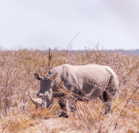 White rhinoceros in Etosha National Park, Namibiaの写真素材