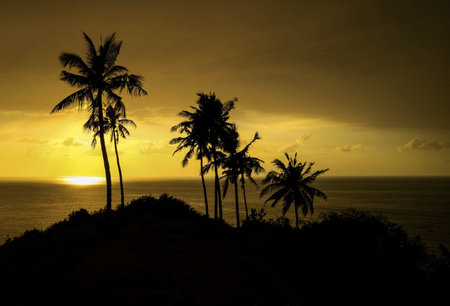 Silhouette of coconut trees at sunset on the island of Sri Lankaの写真素材