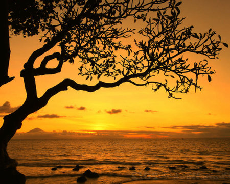 Silhouette of tree at sunset on the seashore.の写真素材