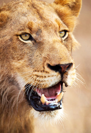 Lioness in the Okavango Delta - Moremi National Park in Botswanaの写真素材