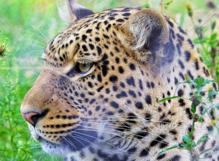 Portrait of leopard (Panthera pardus)