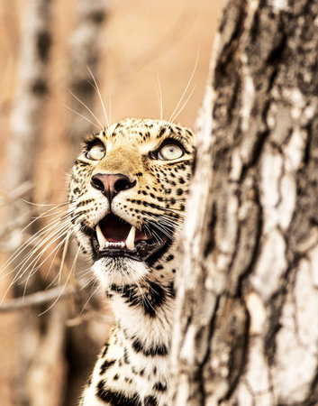 Leopard in the Okavango Delta - Moremi National Park in Botswanaの写真素材