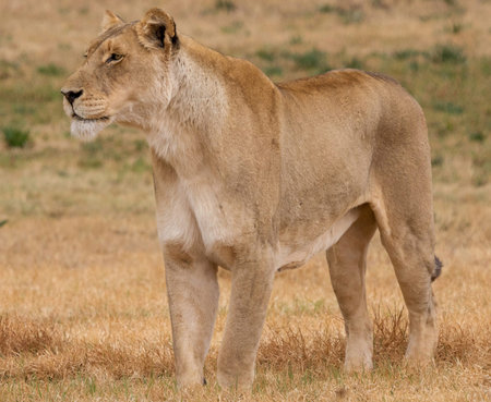 Lioness in Maasai Mara National Park, Kenya, Africaの写真素材