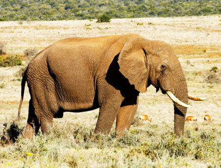 Elephant in Amboseli National Park, Kenya, Africa.