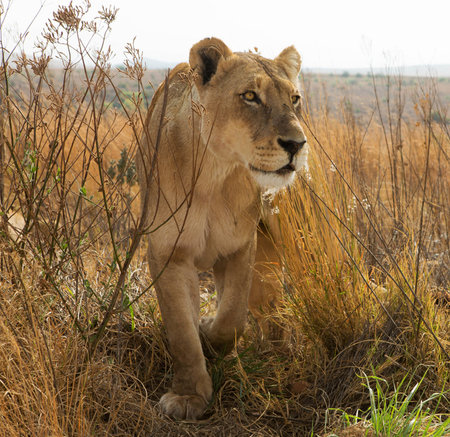 Lioness in the Masai Mara National Park in Kenya, Africaの写真素材