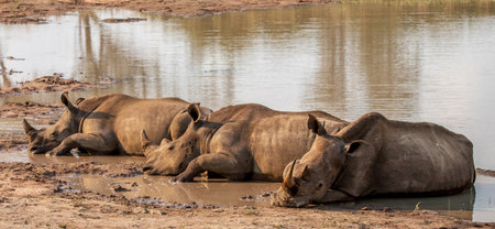 rhinoceros in Chobe National Park, Botswana, Africaの写真素材