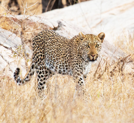 Leopard in the Okavango Delta - Moremi National Park in Botswanaの写真素材