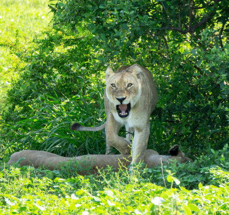 Lioness (Panthera leo) in the wildの写真素材