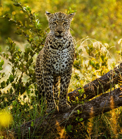 Leopard in the Okavango Delta - Moremi National Park in Botswanaの写真素材