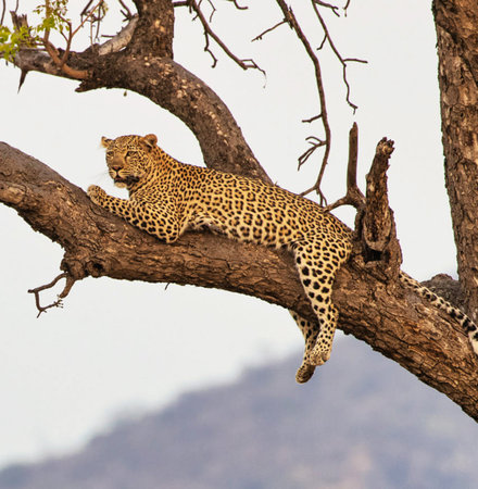 Leopard resting on a tree in Serengeti National Park, Tanzaniaの写真素材