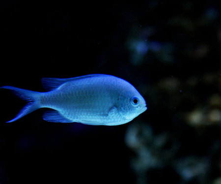 Blue tropical fish in the aquarium. Underwater world. Marine life.の写真素材