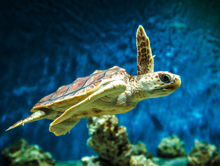 Green sea turtle swims in the aquarium. Green sea turtle swims in the water.の写真素材