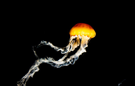 Jellyfish on a black background. Jellyfish in the water.