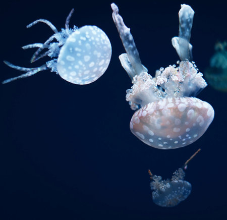 Jellyfish on a dark blue background. Underwater world.の写真素材