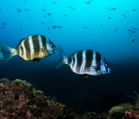 Tropical fish swimming on a tropical coral reef in Thailand.の写真素材