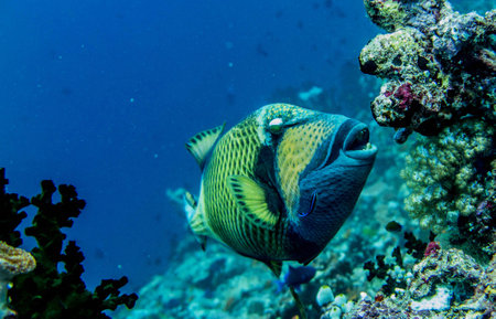 Tropical fish on the coral reef of the Red Sea.の写真素材