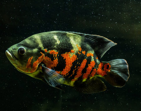 Tropical fish on a dark background. Close-up.の写真素材