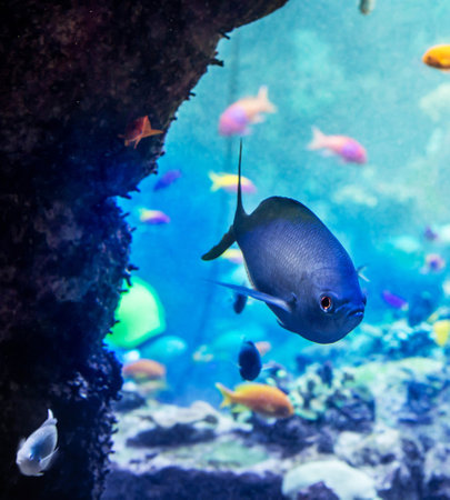 Beautiful tropical fish swimming in the aquarium. Aquarium background.の写真素材