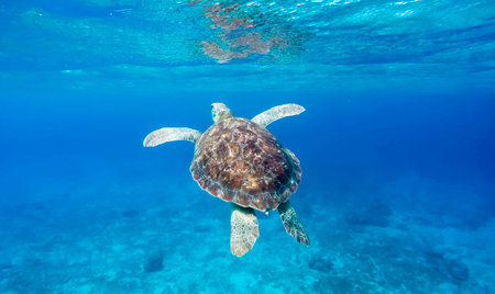 Hawaiian Green Sea Turtle (Chelonia mydas) swimming in the blue ocean