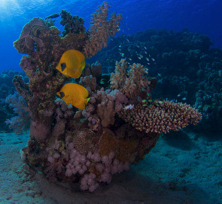 Tropical fish on a coral reef in the Red Sea.の写真素材