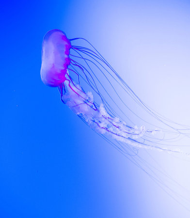 jellyfish in the water on a background of the blue skyの写真素材