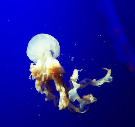 Jellyfish in the blue water. Jellyfish in the aquarium.の写真素材