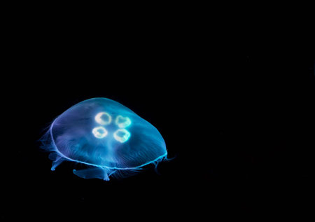 Jellyfish in the water on a black background. Close up.の写真素材