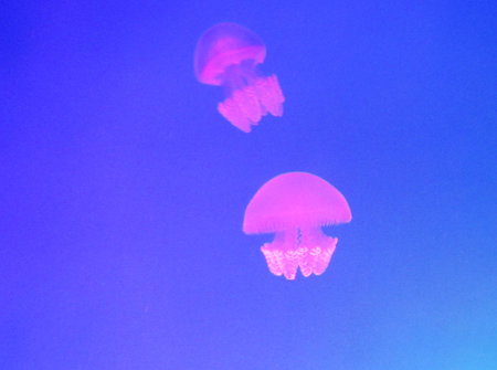jellyfish in the blue night sky, closeup of photoの写真素材