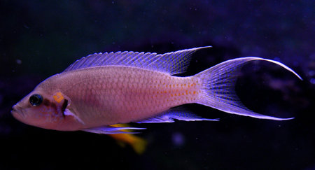 Cichlid fish in an aquarium with a black background.