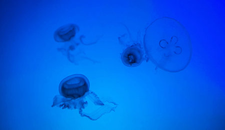 Jellyfish swimming in the deep blue sea. Underwater world.の写真素材