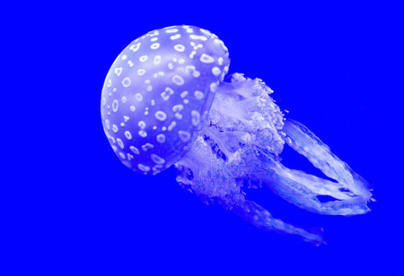 jellyfish in the blue sea, closeup of photo.