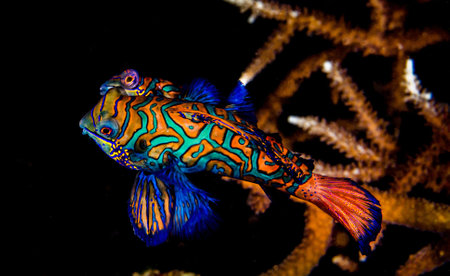 Colorful tropical fish on a coral reef in the Red Sea.の写真素材