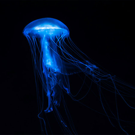 blue jellyfish isolated on black background, close-up of photoの写真素材
