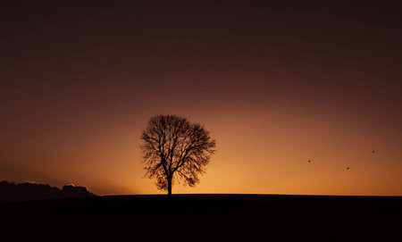 Lonely tree in the field at sunset. Silhouetteの写真素材