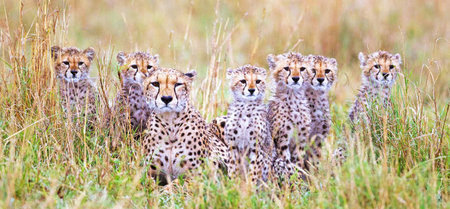Cheetah cubs sitting in grass in Serengeti National Park, Tanzaniaの写真素材