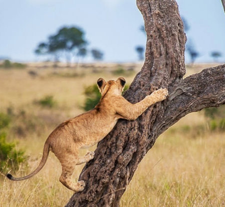 Lion cub climbing a tree in Masai Mara National Park, Kenyaの写真素材
