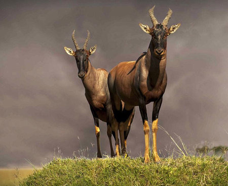 Two Red Hartebeest (Bupicapra hartebeest)の写真素材