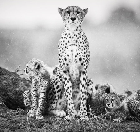 Cheetah sits with cubs in the rain. Black and white photo.の写真素材