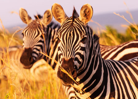 Zebra in the Moremi Game Reserve (Okavango River Delta), National Park, Botswana