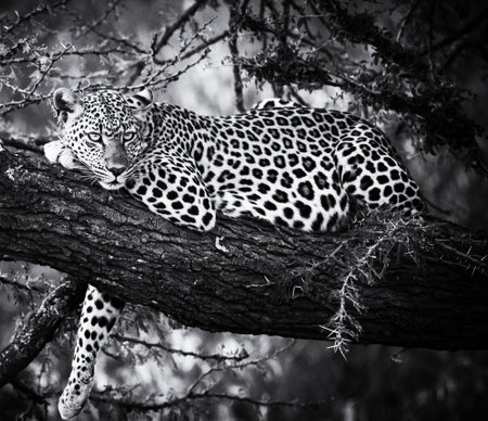 Leopard lying on a tree in the Kruger National Park, South Africa.の写真素材