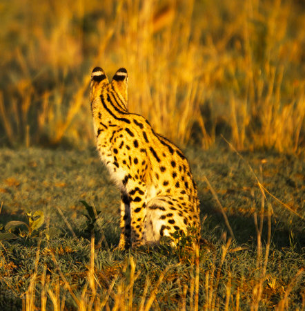 Serval in the Okavango Delta - Moremi National Park in Botswana