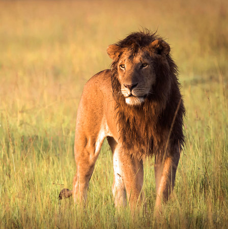 Lion in the Masai Mara National Park in Kenya, Africaの写真素材