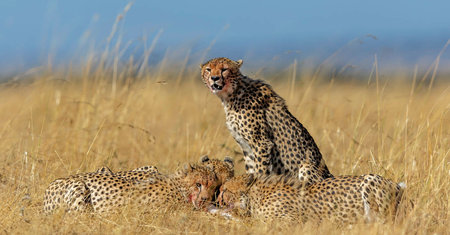 Cheetah (Acinonyx jubatus) mother and cubs in the grassの写真素材